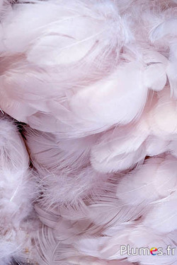 Henne - 5-9 cm - beige rosa